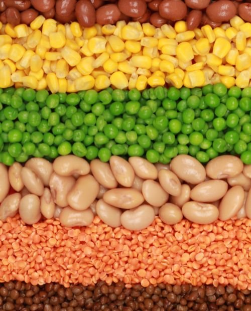 pulses in grains